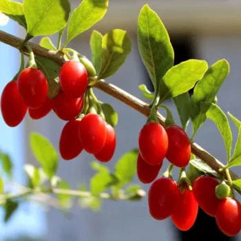 Red Empress⢠Goji Berry
