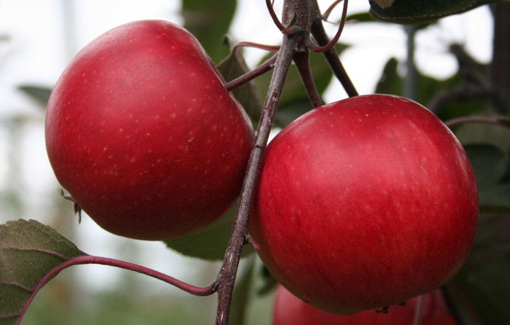 Redlove® Calypso Apple - Image 2