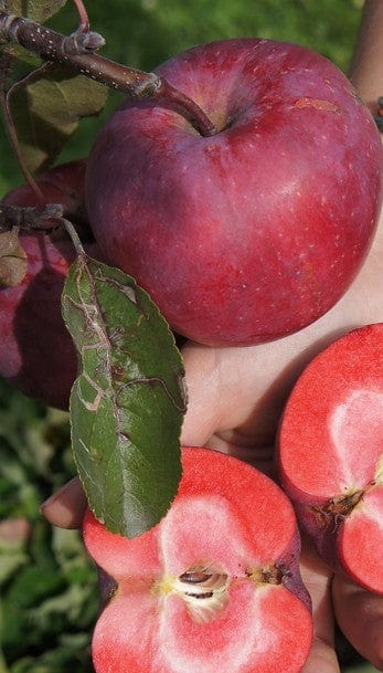 Redlove® Era Apple