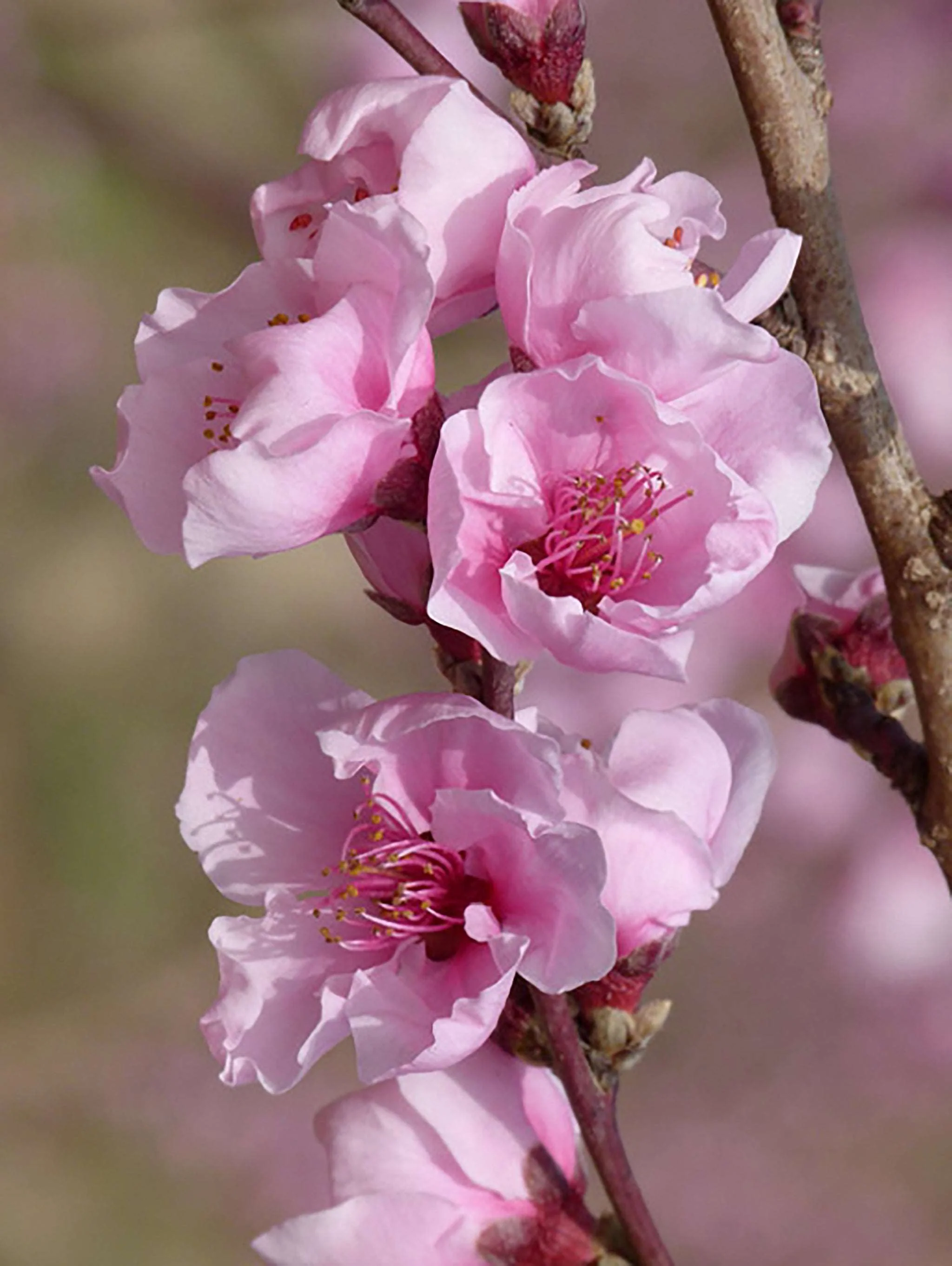 Reliance Peach - Image 2