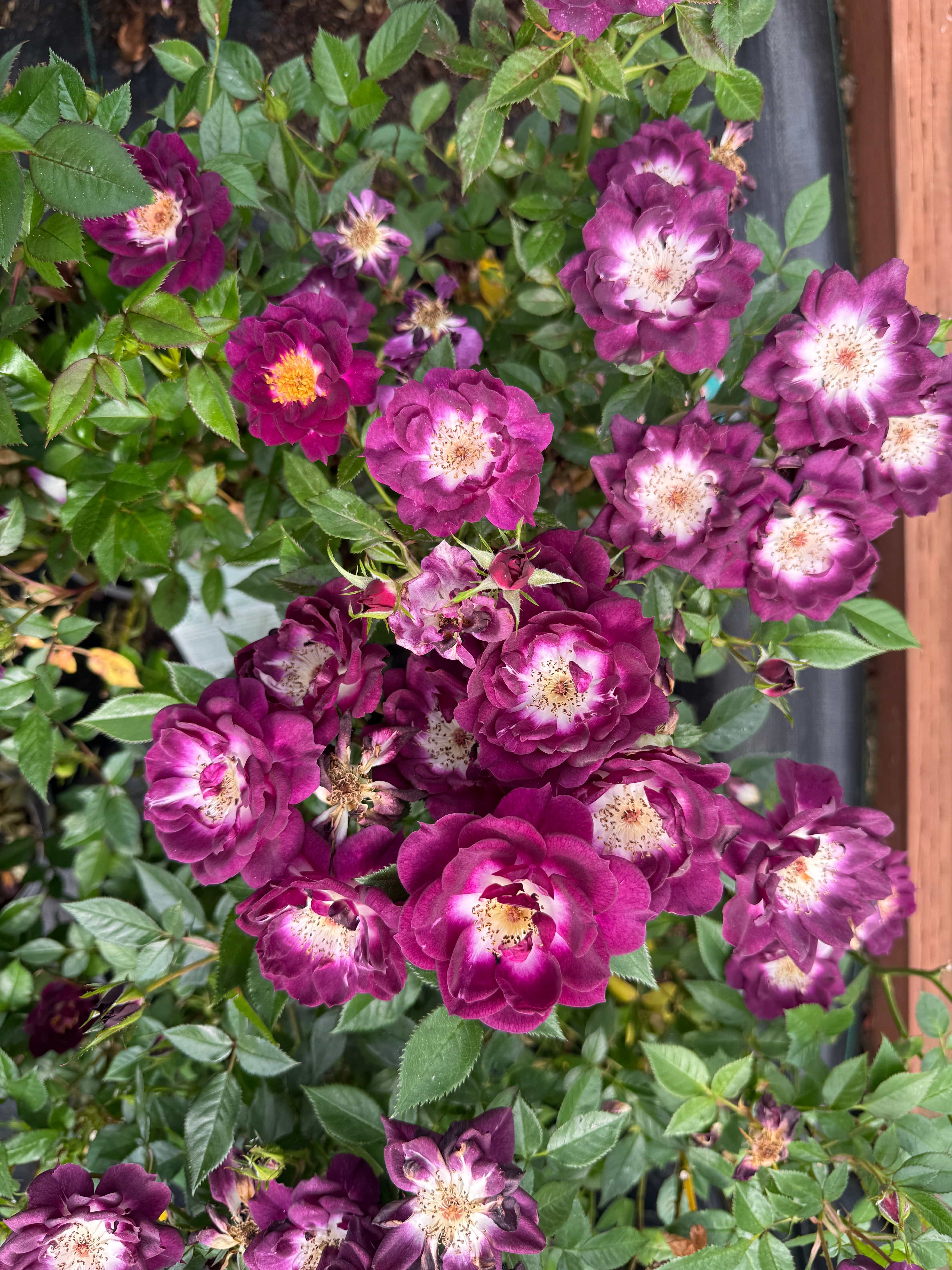 Rosa Diamond Eyesâ„¢