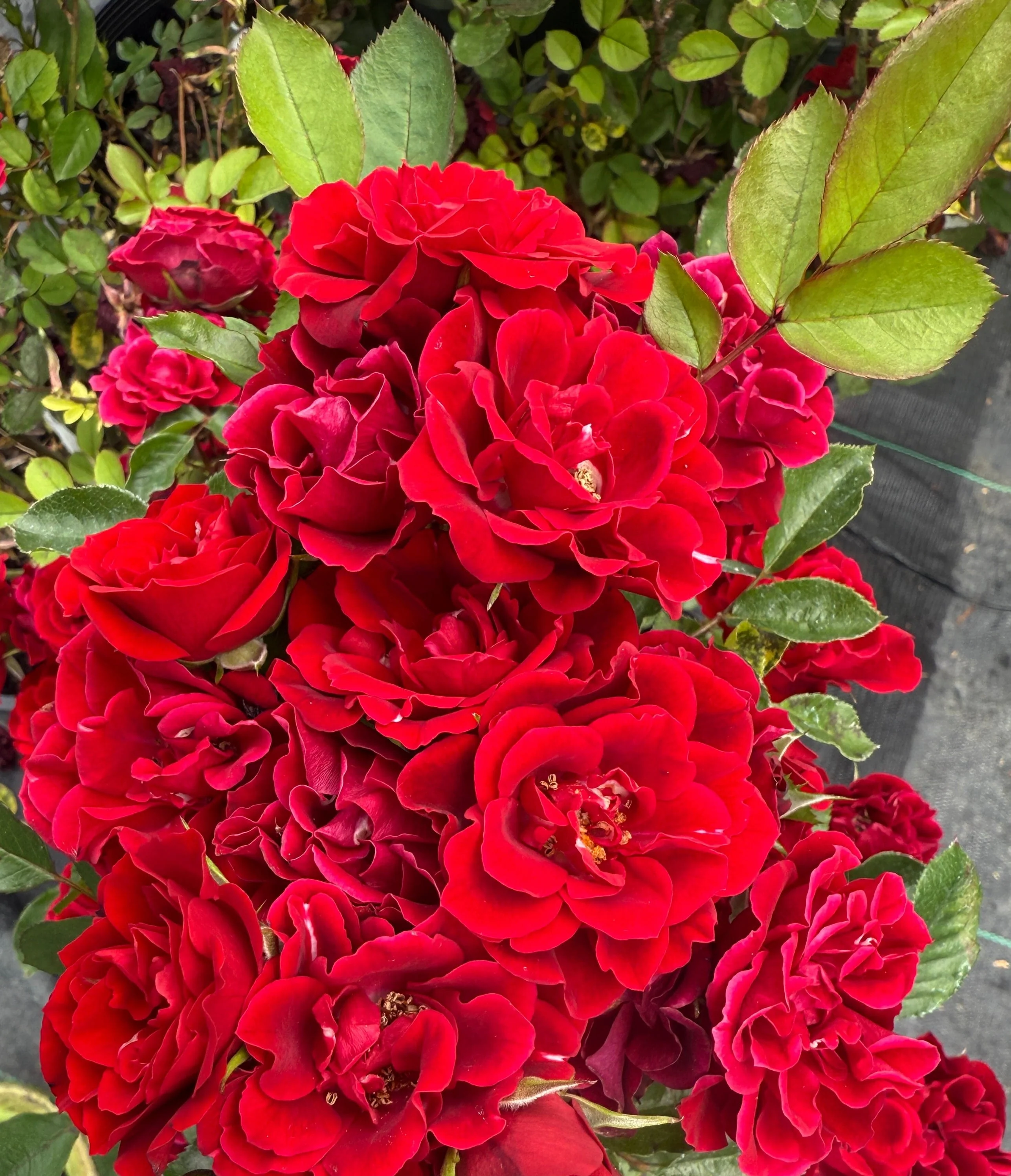 Rosa Red SunblazeĀ®
