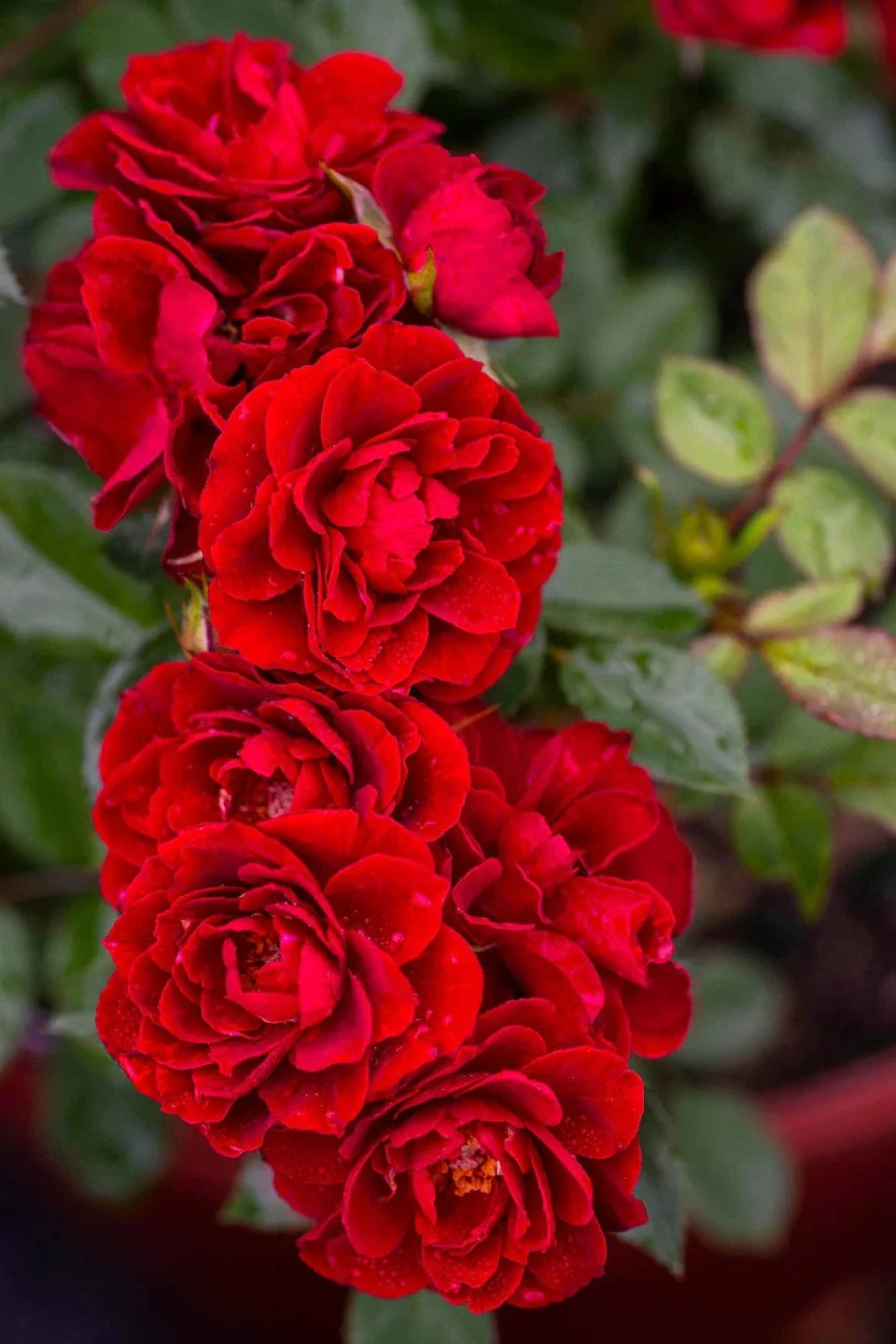 Rosa Red SunblazeĀ® - Image 2