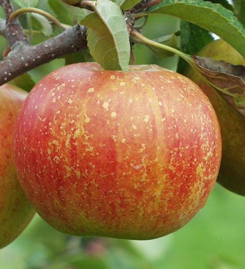 Rubinette Apple - Image 2