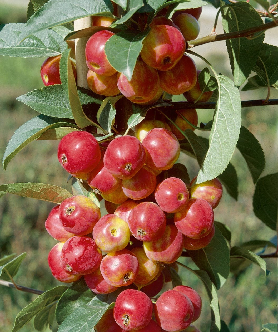 Ultimate Columnar Apple Bundle (3 Trees)