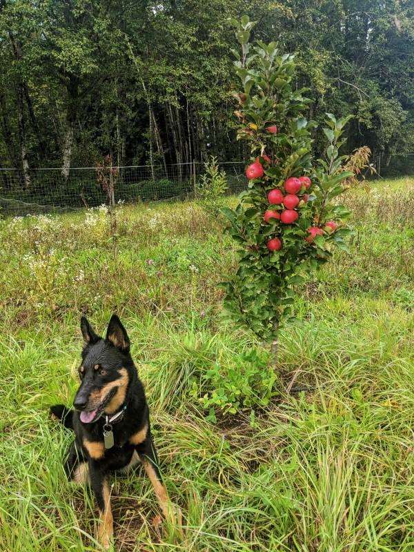 Ultimate Columnar Apple Bundle (3 Trees) - Image 2