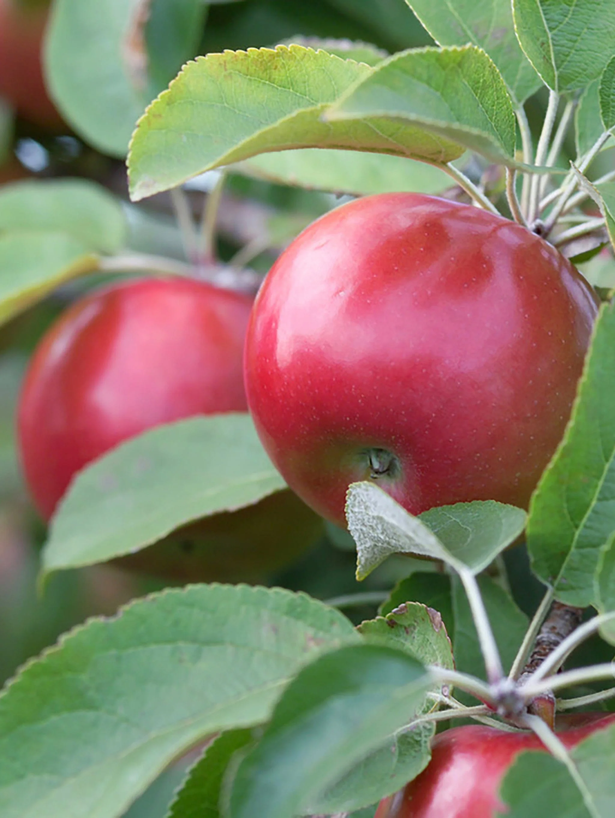 Snowsweet Apple - Image 2