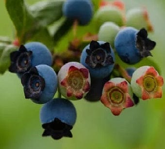 Star Blueberry