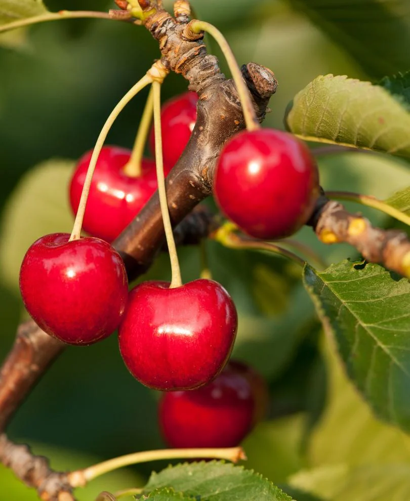 Stella Cherry