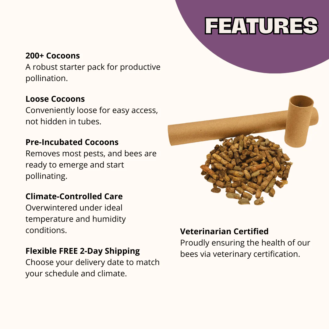 Summer Leaf Bees - (200ct) Free FedEx 2-Day Mail - Image 3
