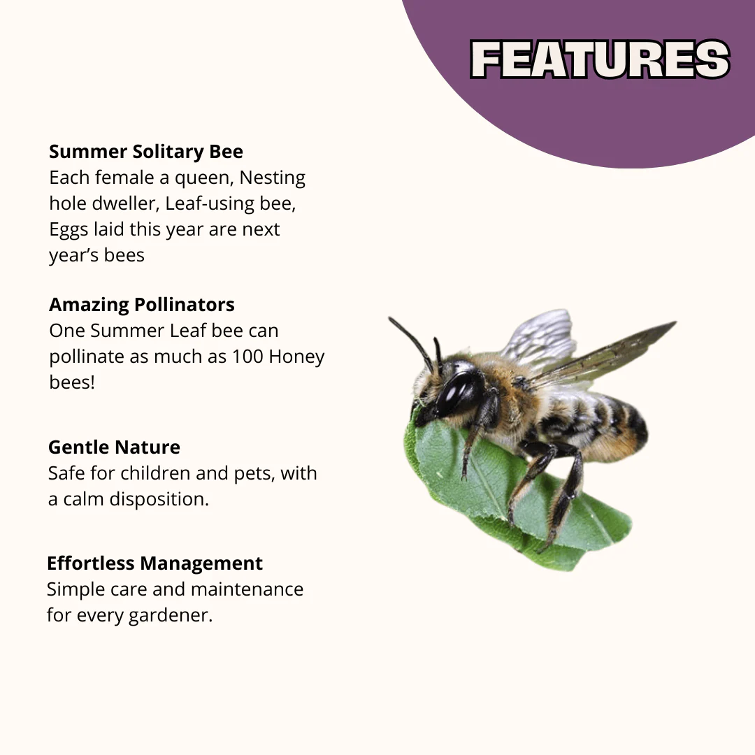 Summer Leaf Bees - (200ct) Free FedEx 2-Day Mail - Image 4