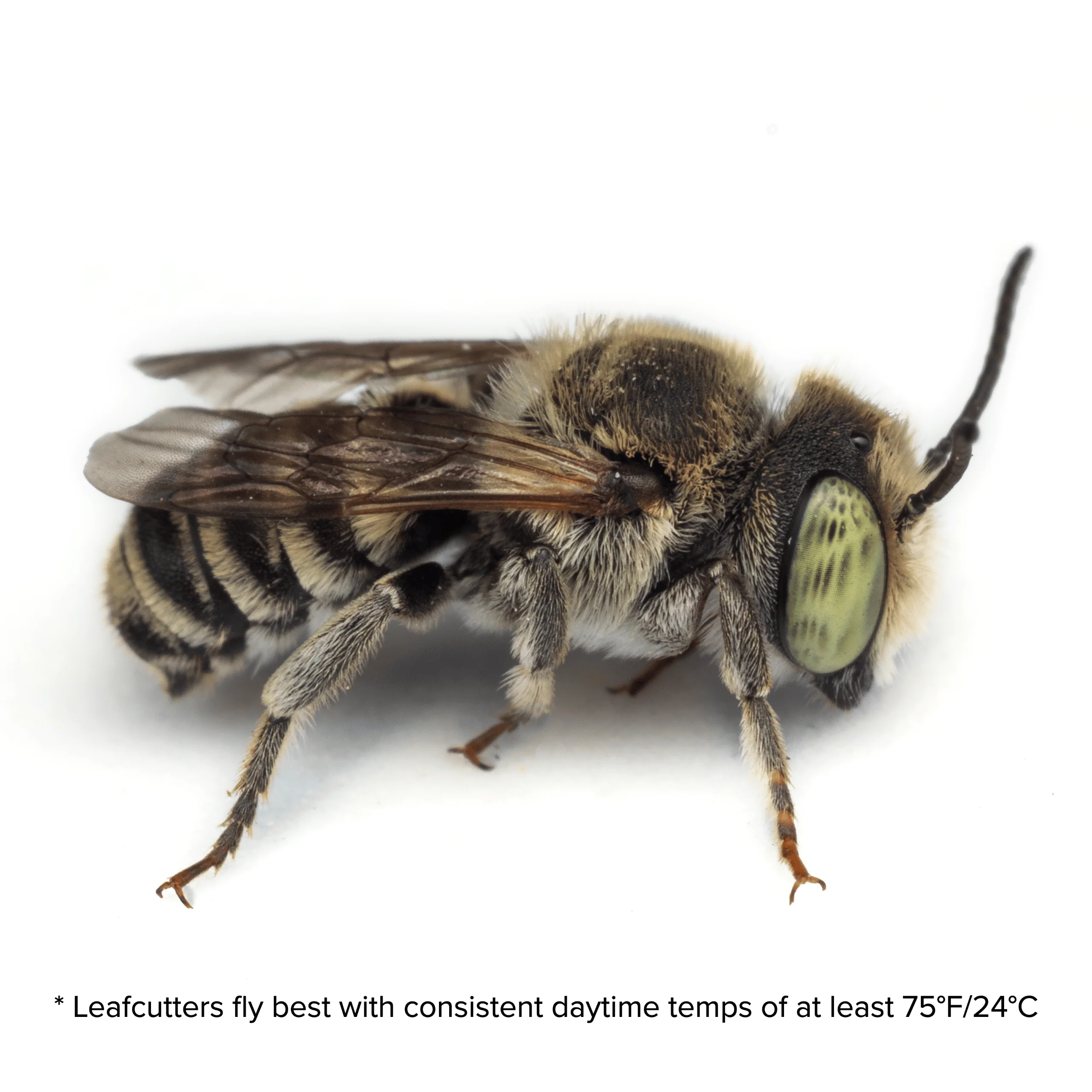 Summer Leaf Bees - (200ct) Free FedEx 2-Day Mail - Image 5