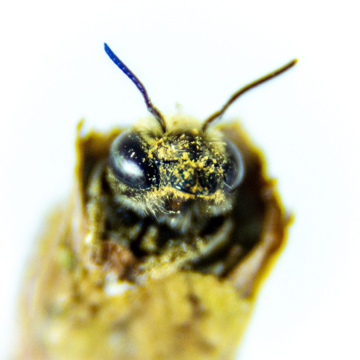 Summer Leaf Bees - (200ct) Free FedEx 2-Day Mail - Image 6