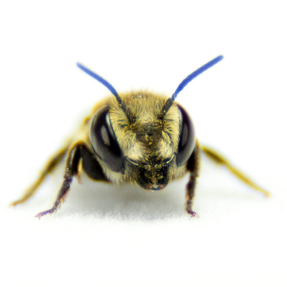 Summer Leaf Bees - (200ct) Free FedEx 2-Day Mail - Image 7