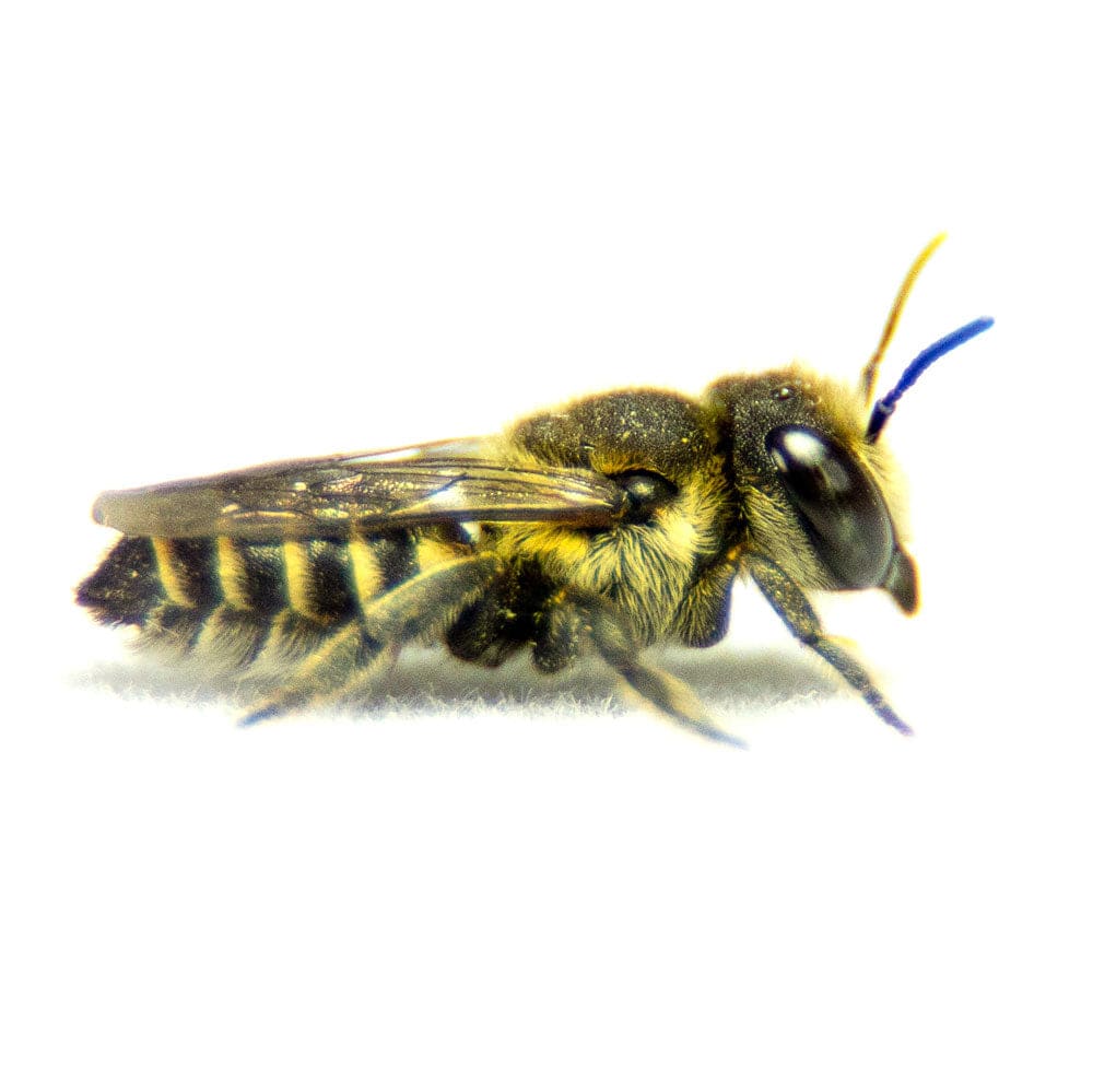 Summer Leaf Bees - (200ct) Free FedEx 2-Day Mail - Image 8