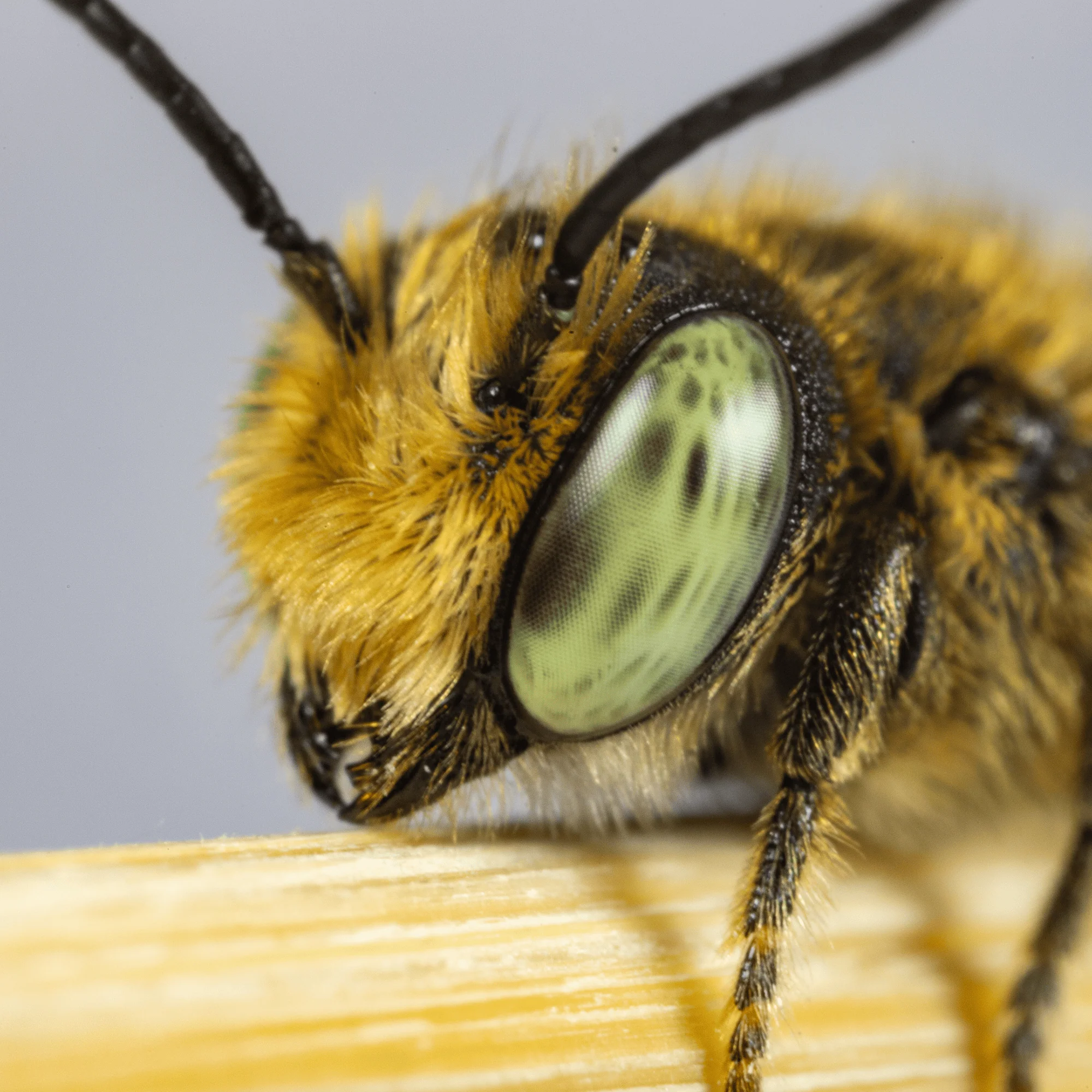 Summer Leaf Bees - (200ct) Free FedEx 2-Day Mail - Image 9