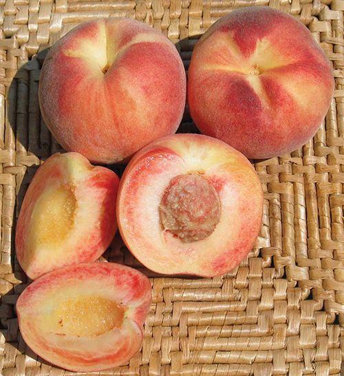 Tri Lite Peach/Plum
