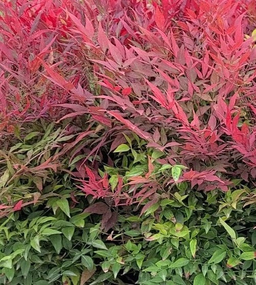 Tuscan Flame Heavenly Bamboo