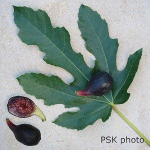 Violette de Bordeaux Fig (Negronne) - Image 2