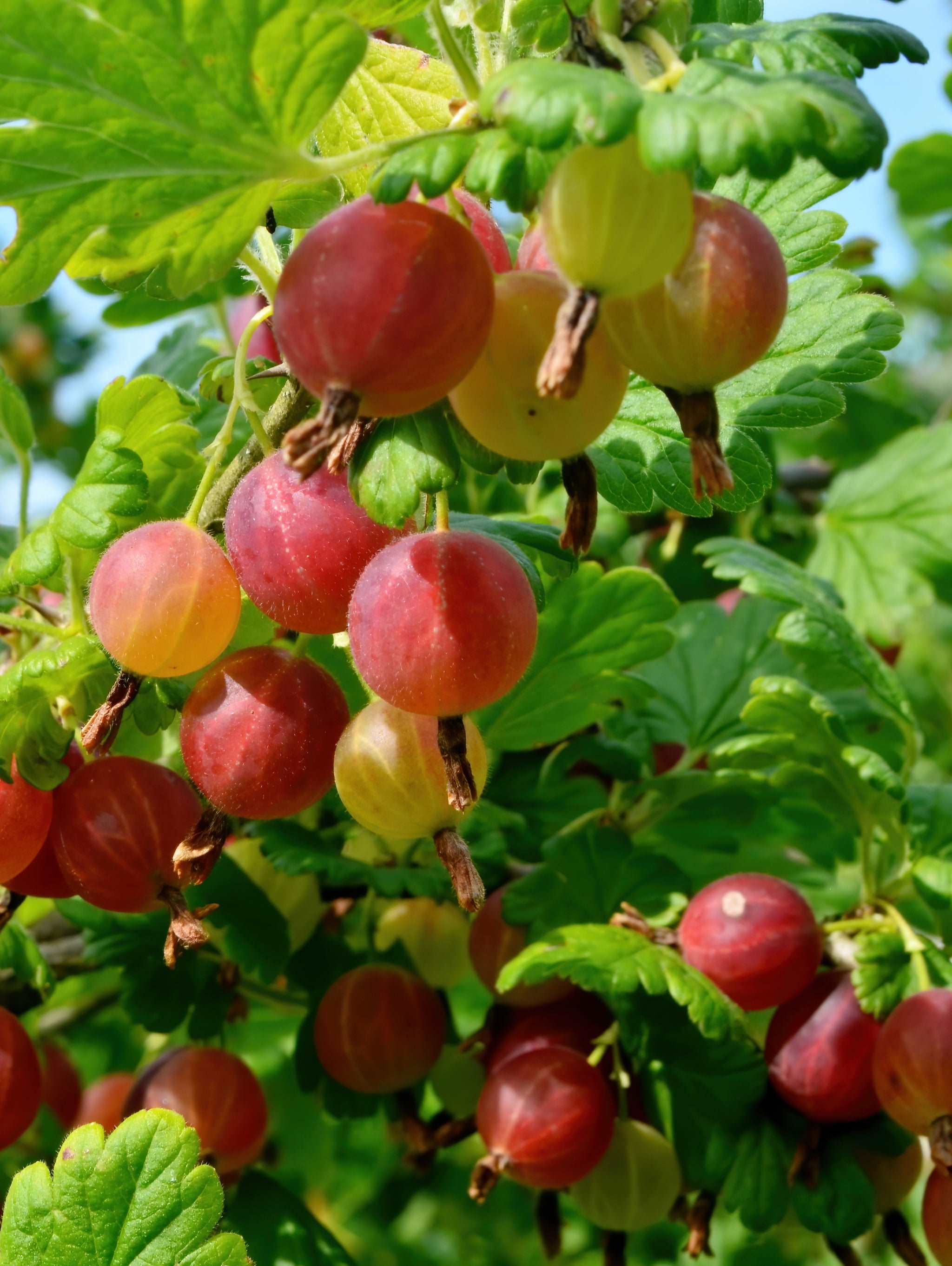 Welcome Gooseberry