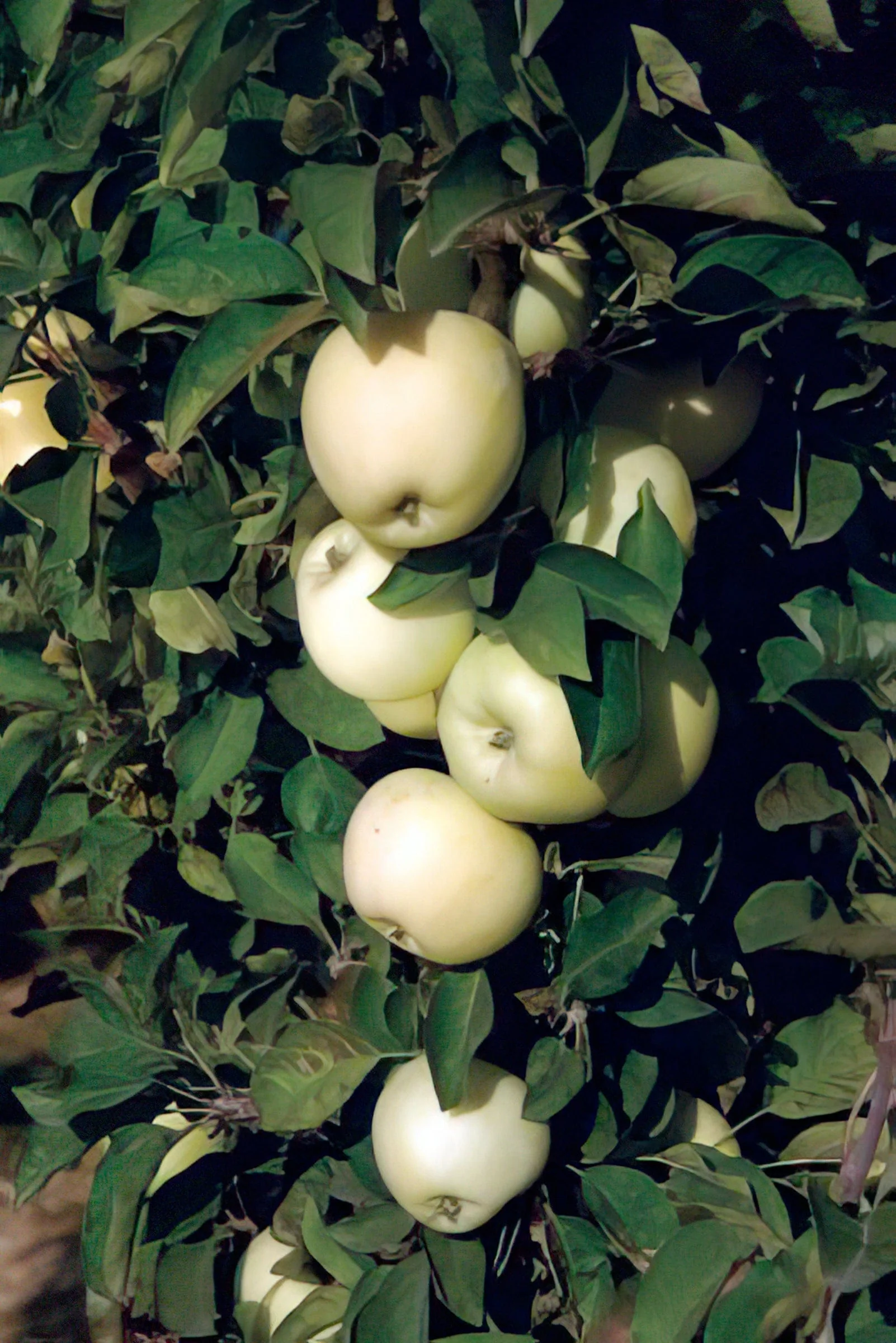 White Icicle™ Columnar Apple