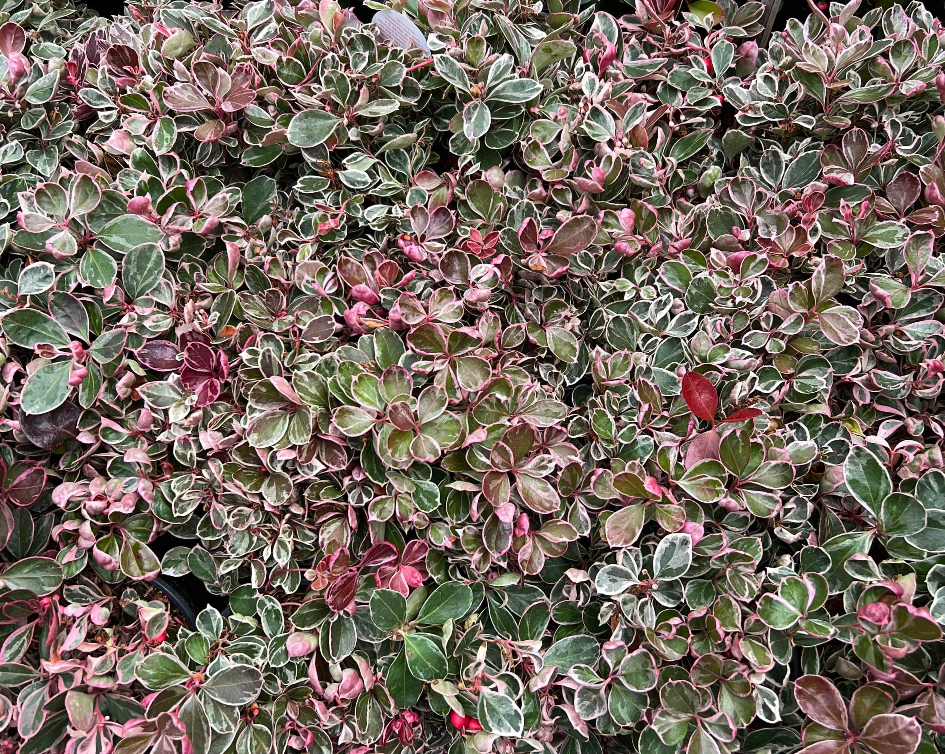 Winter Splash™ Wintergreen